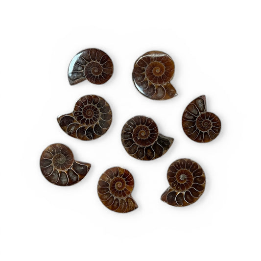 Ammonite Halves